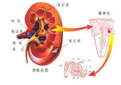 治疗前列腺疾病为何要肾腺同治？